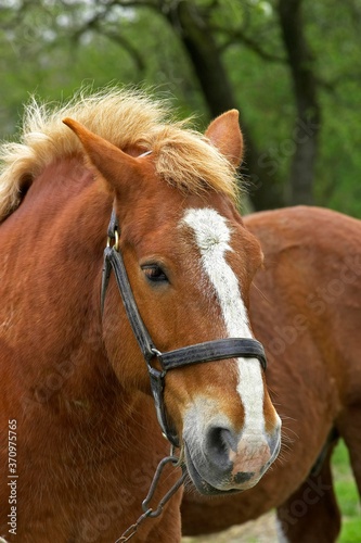 Brittany Draft Horse, Portrait