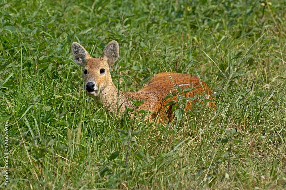 Chinese Water Deer, hydropotes inermis, Adult laying on Grass