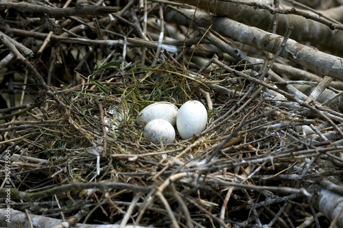 White Spoonbill, platalea leucorodia, 3 Eggs on Nest