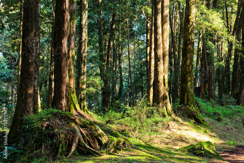 Beautiful green forest in the Alishan Forest Recreation Area in Chiayi  Taiwan.