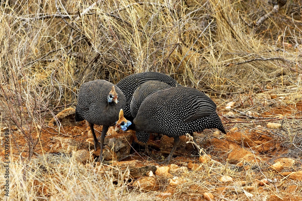 Obraz premium Helmeted Guineafowl, numida meleagris, Masai Mara Park in Kenya