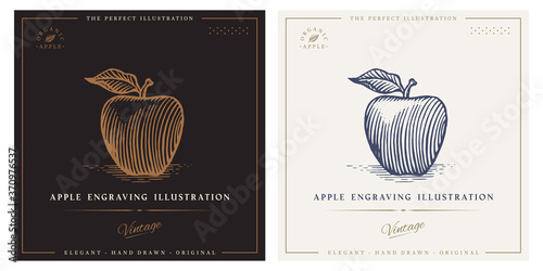 Apple engraving illustration for logo, label, print.