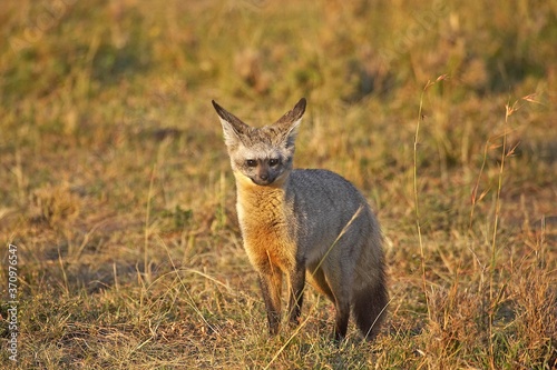 Bat Eared Fox, otocyon megalotis, Adult standing on Dry Grass, Masai Mara Park in Kenya photo