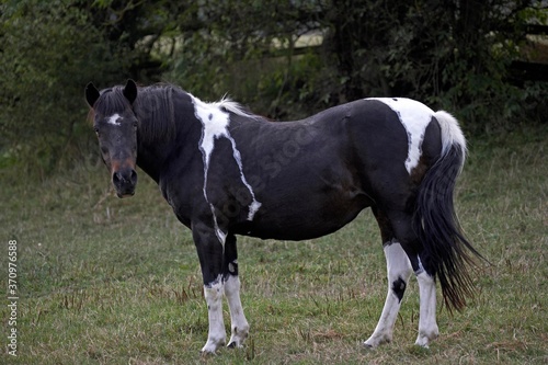 French Saddle Pony © slowmotiongli