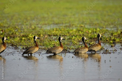 White Faced Whistling Duck, dendrocygna viduata, Group standing in Swamp, Los Lianos in Venezuela