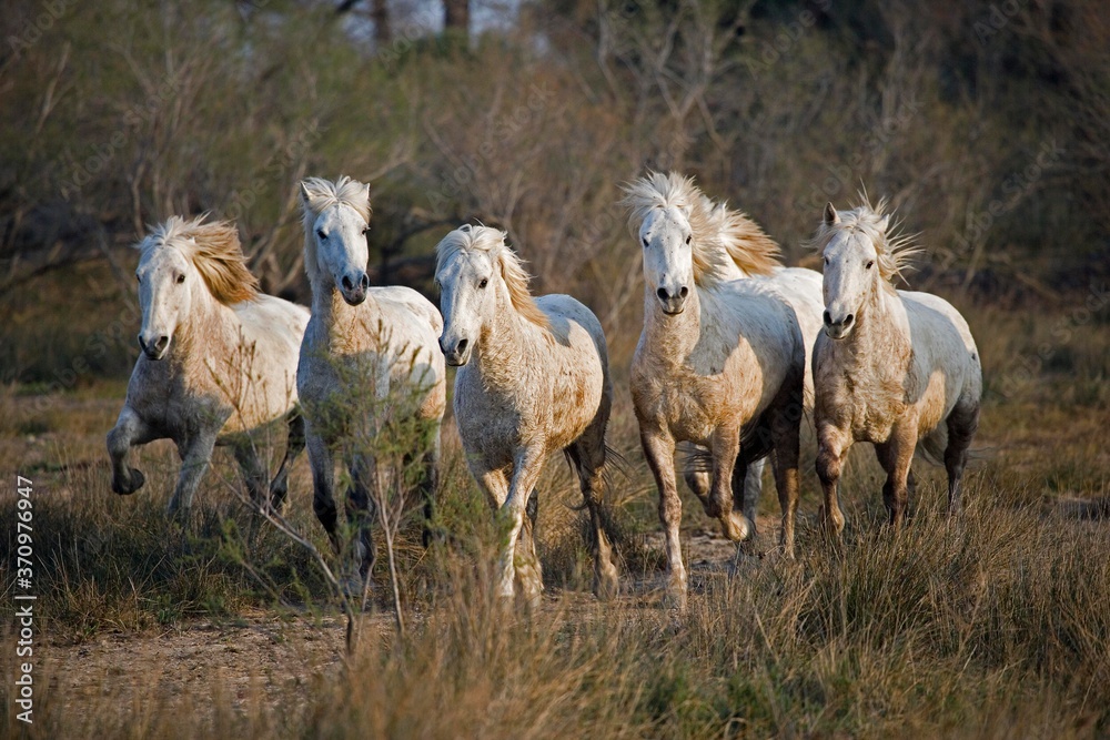 Fototapeta premium Camargue Horses, Herd standing in Swamp, Saintes Marie de la Mer in Camargue, South of France