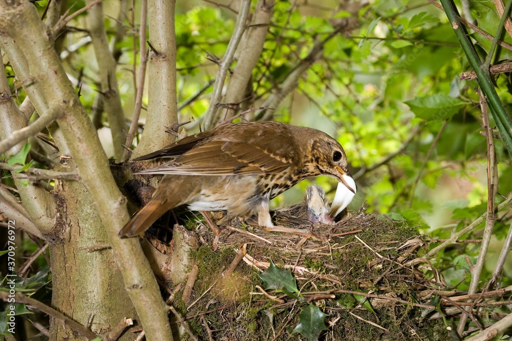 Song Thrush, turdus philomelos, Adult removing a Fecal Sac from Nest, Normandy
