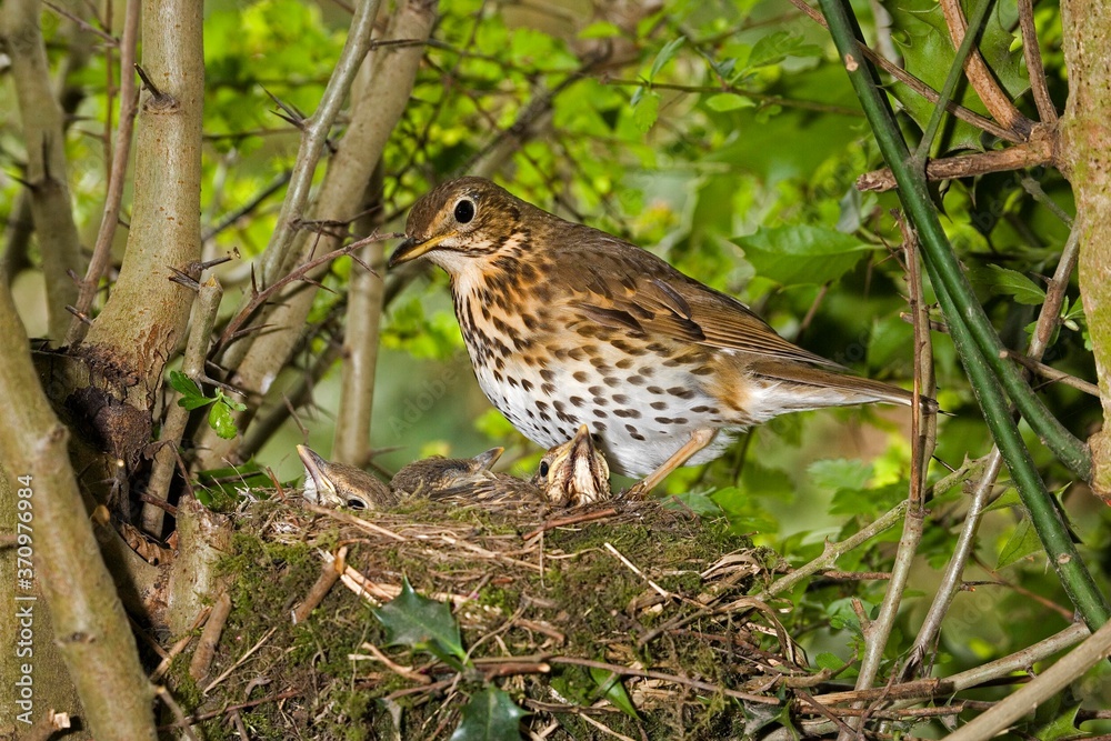 Song Thrush, turdus philomelos, Adult with Chicks in Nest, Normandy Song Thrush, turdus philomelos, Adult with Chicks in Nest, Normandy