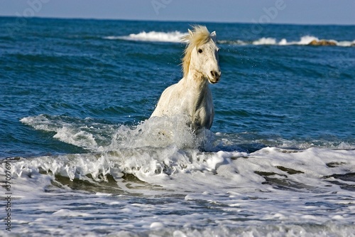 Camargue Horse Trotting in Waves, Saintes Marie de la Mer in Camargue, South of France
