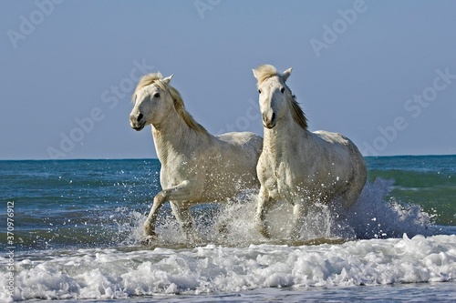 Camargue Horses  Pair Trotting on Beach  Saintes Marie de la Mer in Camargue  South of France