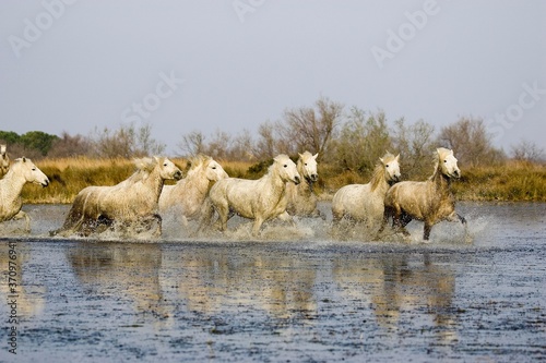 Fototapeta Naklejka Na Ścianę i Meble -  Camargue Horses, Herd Trotting in Swamp, Saintes Marie de la Mer in Camargue, South of France