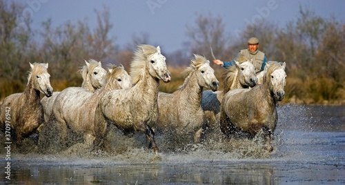 Fototapeta Naklejka Na Ścianę i Meble -  Camargue Horses, Man with Herd standing in Swamp, Saintes Marie de la Mer in Camargue, South of France