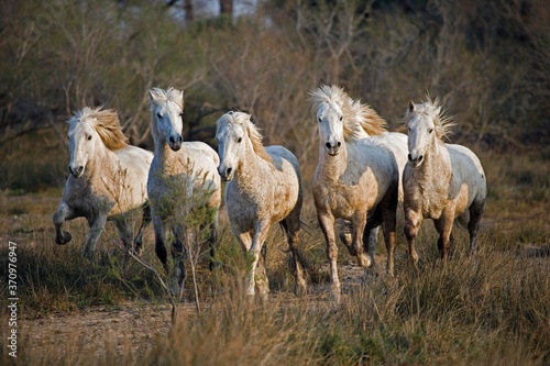 Camargue Horses, Herd standing in Swamp, Saintes Marie de la Mer in Camargue, South of France