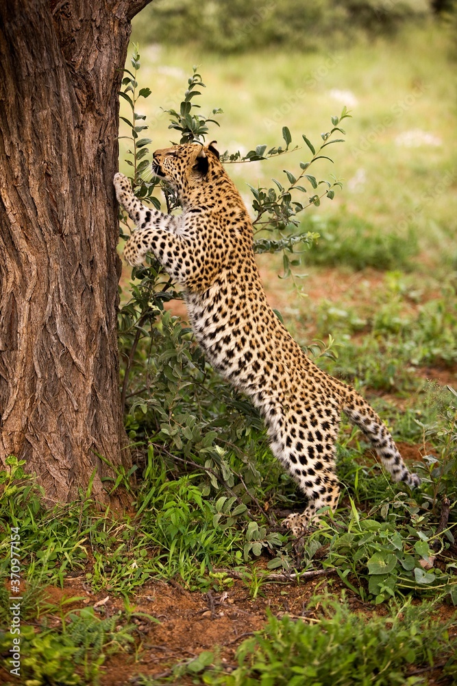 Obraz premium Leopard, panthera pardus, 4 Months old Cub Climbing Tree Trunk, Namibia