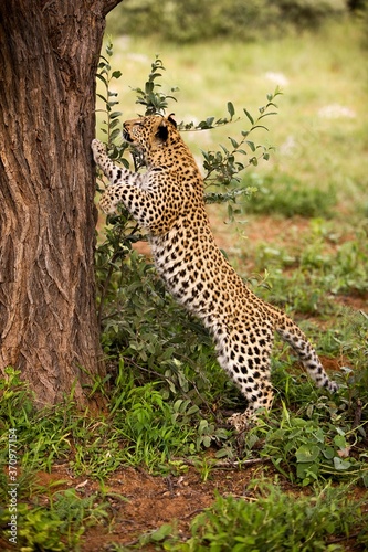 Leopard  panthera pardus  4 Months old Cub Climbing Tree Trunk  Namibia