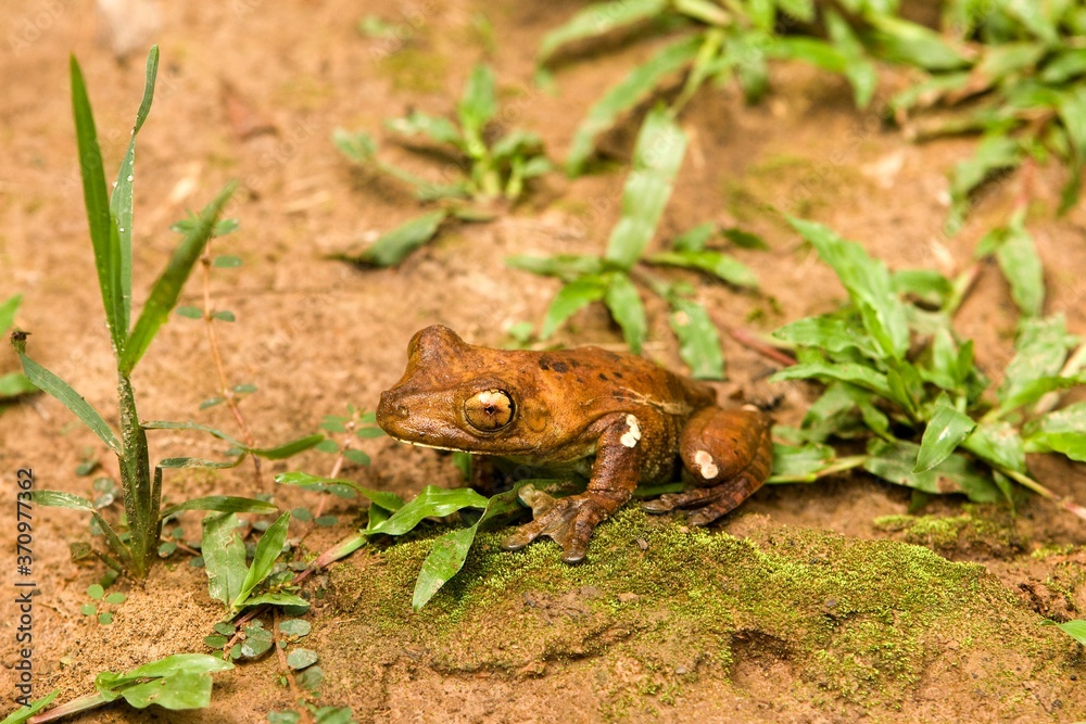 Obraz premium Frog, hyla lanciformis, Manu National Park in Peru