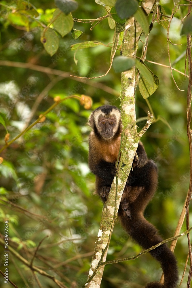 Black Capped Capuchin, cebus apella, Adult standing on Branch, Manu National Park in Peru Black Capped Capuchin, cebus apella, Adult standing on Branch, Manu National Park in Peru