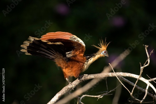 Hoatzin, opisthocomus hoazin, Adult opening Wings, Manu Reserve in Peru photo