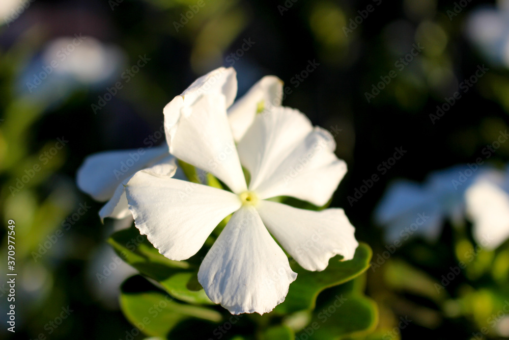 Obraz premium white magnolia flower