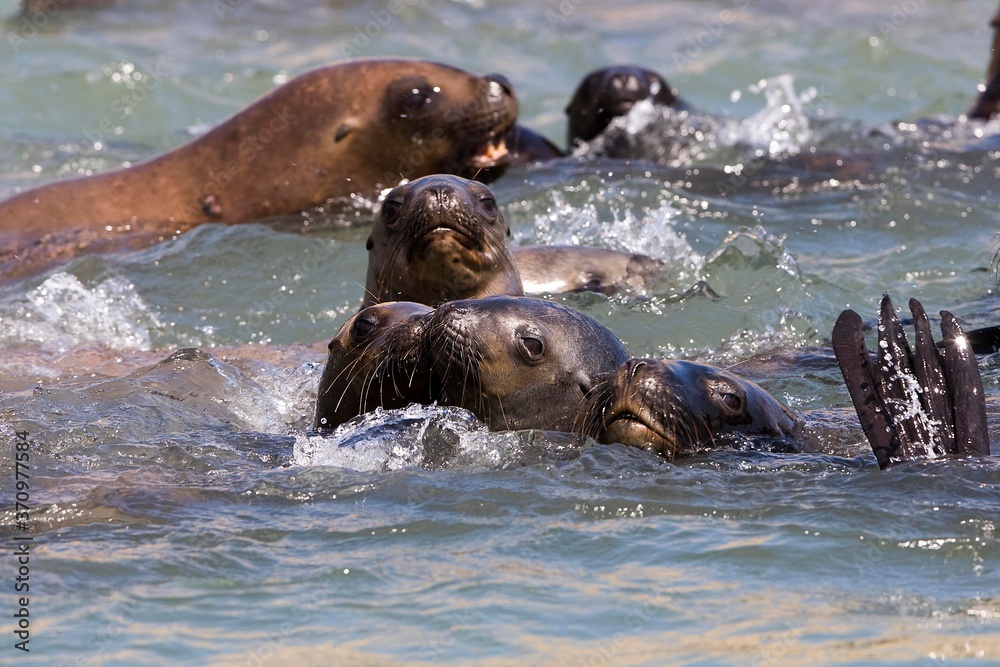 Obraz premium South American Sea Lion or Southern Sea Lion, Group standing in Water, otaria byronia, Paracas National Park in Peru