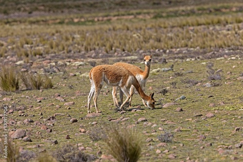 Vicuna, vicugna vicugna, Pampas Galeras Reserve in Peru © slowmotiongli