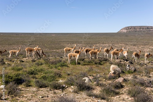 Canvastavla Vicuna, vicugna vicugna, Pampas Galeras Reserve in Peru