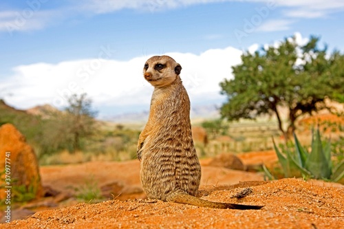 Billede på lærred Meerkat, suricata suricatta, Adult sitting, Sunning outside Burrow, Namibia