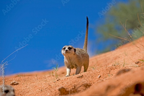 Meerkat, suricata suricatta, Adult, Namibia