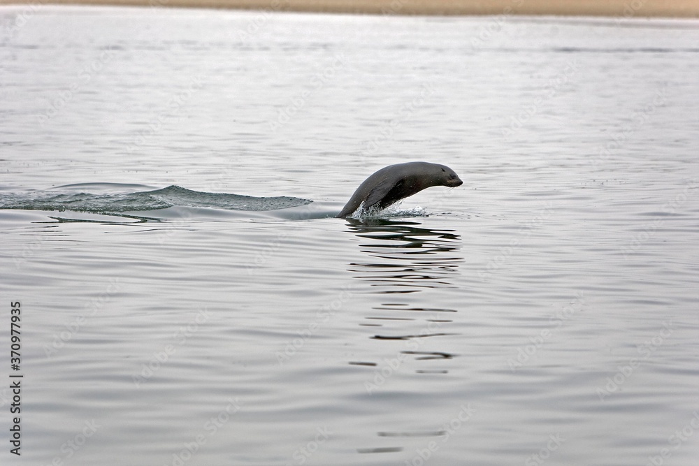 Naklejka premium South African Fur Seal, arctocephalus pusillus, Female playing in Ocean, Cape Cross in Namibia