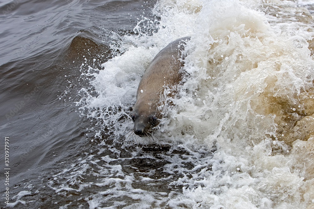 Obraz premium South African Fur Seal, arctocephalus pusillus, Female playing in Waves, Cape Cross in Namibia