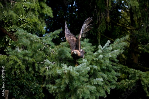 Golden Eagle  aquila chrysaetos  Adult in Flight  Taking off Fron Tree