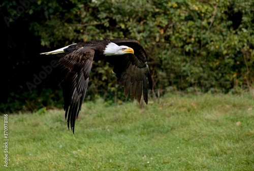 Bald Eagle, haliaeetus leucocephalus, Adult in Flight