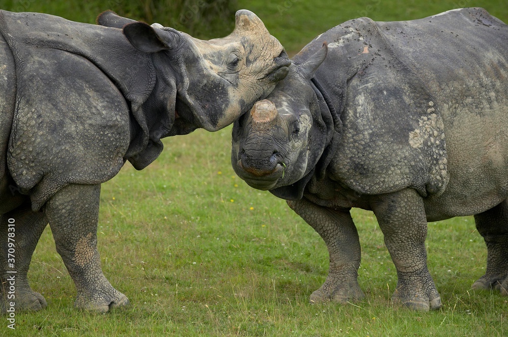 Fototapeta premium Indian Rhinoceros, rhinoceros unicornis, Pair
