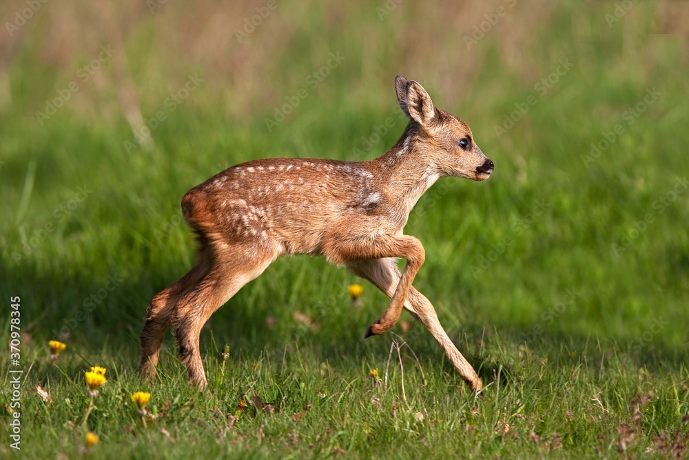 Roe Deer, capreolus capreolus, Fawn running through Meadow, Normandy Roe Deer, capreolus capreolus, Fawn running through Meadow, Normandy