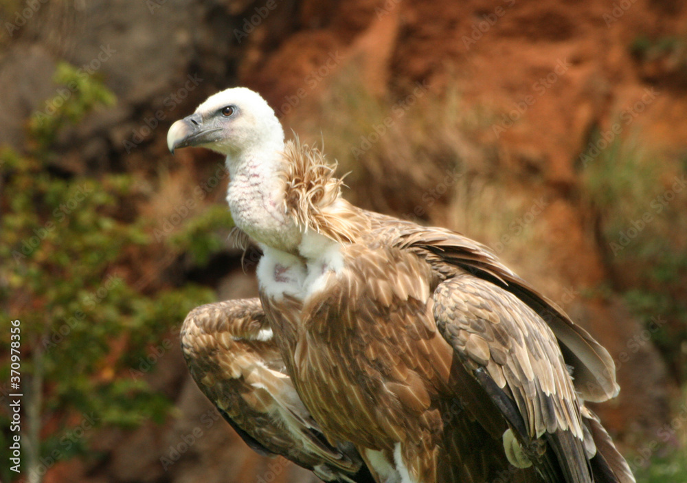 Fototapeta premium Close up of a griffon vulture