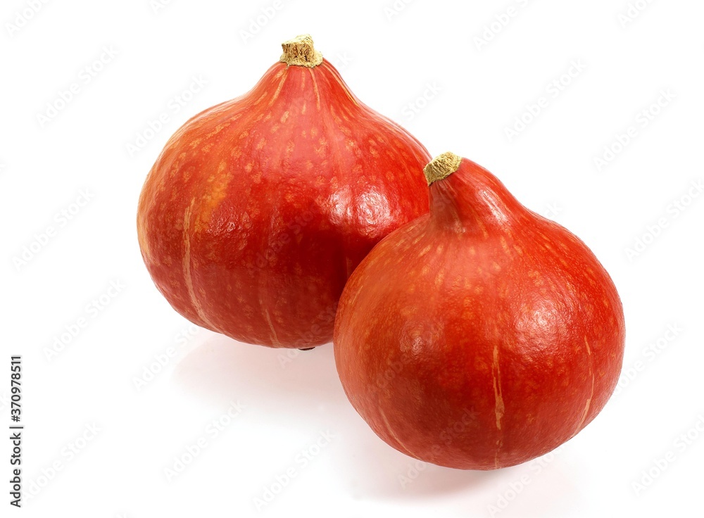 Fototapeta premium Potimarron, cucurbita maxima, French Variety of Smal Pumpkin