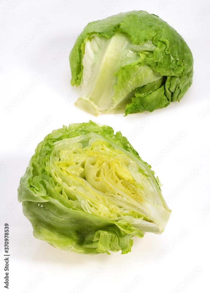 Iceberg Salad, lactuca sativa against White Background