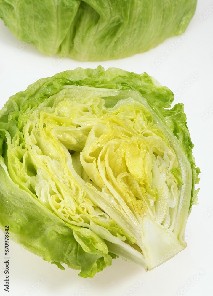Iceberg Salad, lactuca sativa against White Background Iceberg Salad, lactuca sativa against White Background