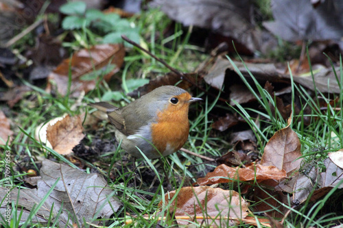 European robin searching for food among autumn leaves