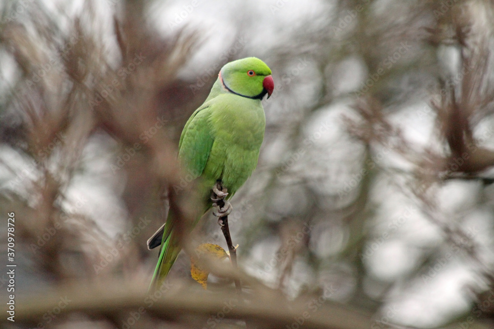 A male rose-ringed parakeet (Psittacula krameri) sits on a branch in a winter garden A male rose-ringed parakeet (Psittacula krameri) sits on a branch in a winter garden