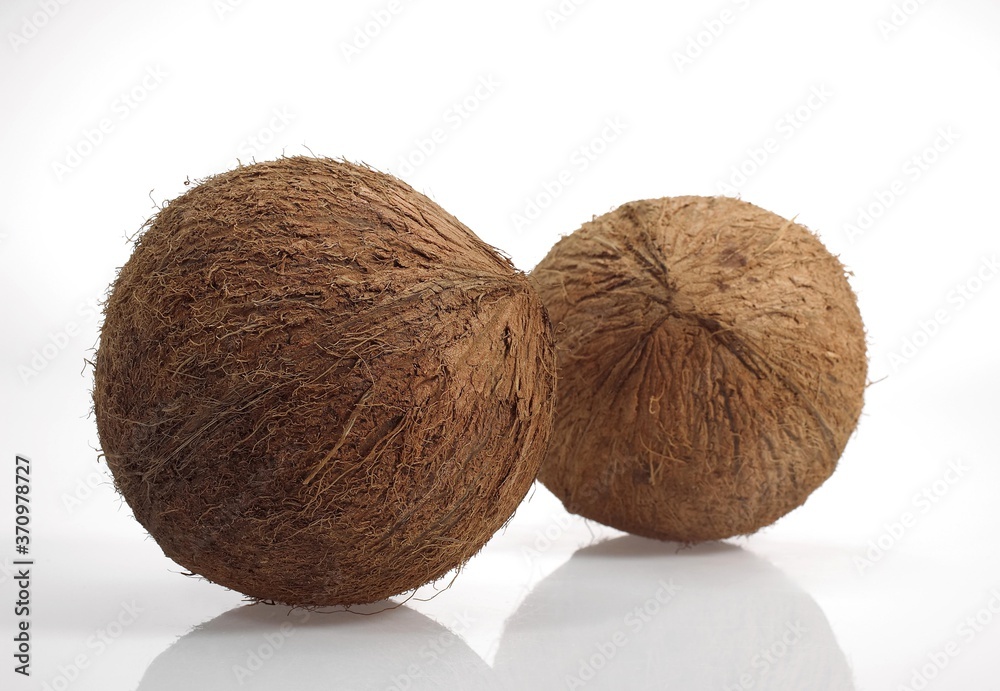 Coconut, cocos nucifera, Fruits against White Background Coconut, cocos nucifera, Fruits against White Background