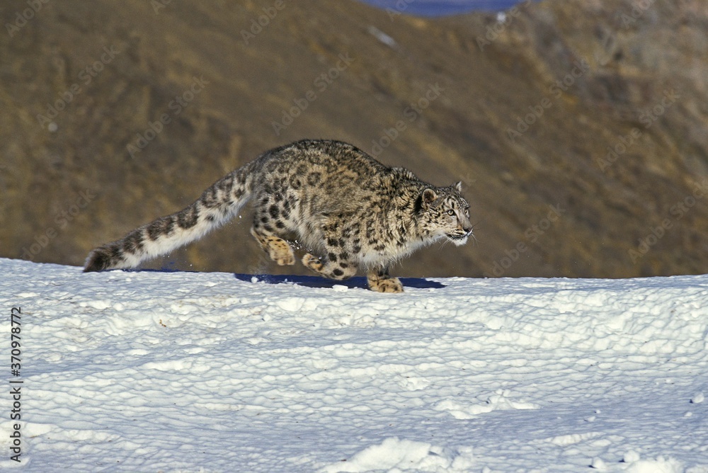 Snow Leopard or Ounce, uncia uncia, Adult running on Snow Snow Leopard or Ounce, uncia uncia, Adult running on Snow
