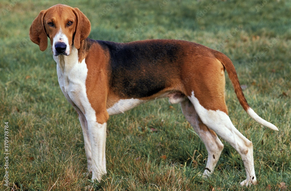 Poitevin Dog, Male standing on Grass