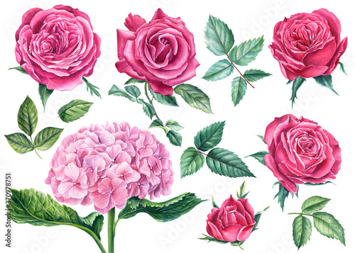 Set of roses, pink hydrangea, leaves, isolated white background, watercolor hand drawing, botanical illustration © Hanna