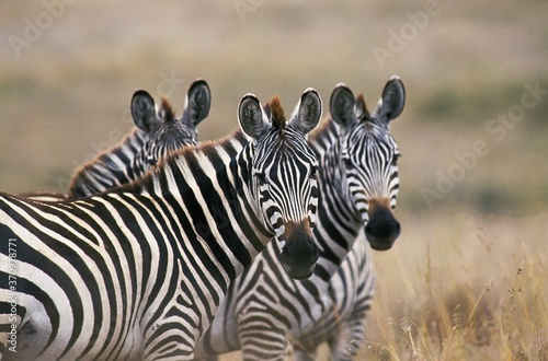 Burchell s Zebra  equus burchelli  Masai Mara Park in Kenya