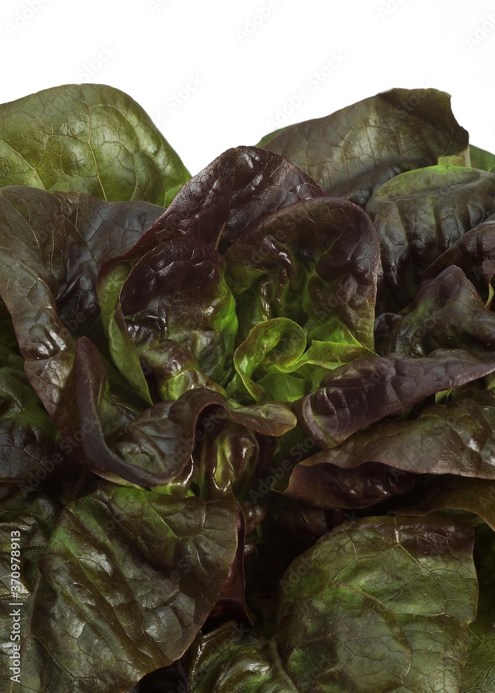 Obraz premium French Lettuce called Rougette, lactuca sativa, Salad against White Background