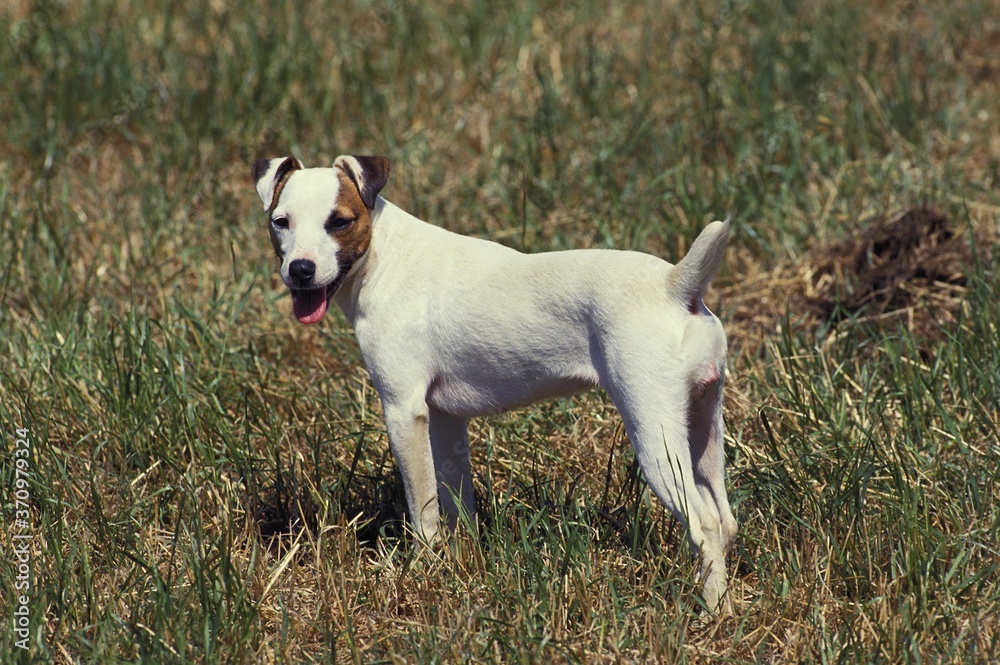 Jack Russell Terrier, Adult standing on Grass Jack Russell Terrier, Adult standing on Grass