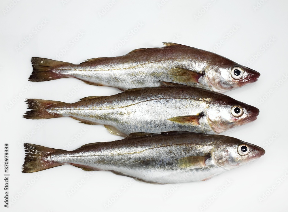 Whiting, merlangius merlangus, Fresh Fishes against White Background Whiting, merlangius merlangus, Fresh Fishes against White Background