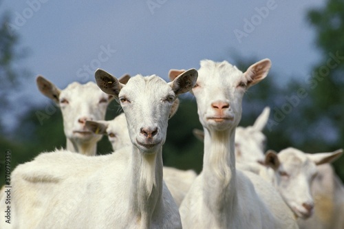 Saanen Goat, Herd of Females © slowmotiongli