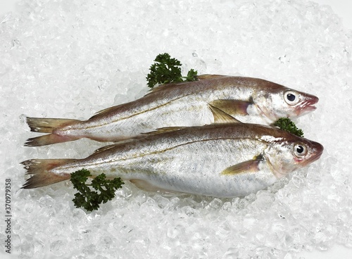 Whiting, merlangius merlangus, Fresh Fishes and Parsley on Ice photo